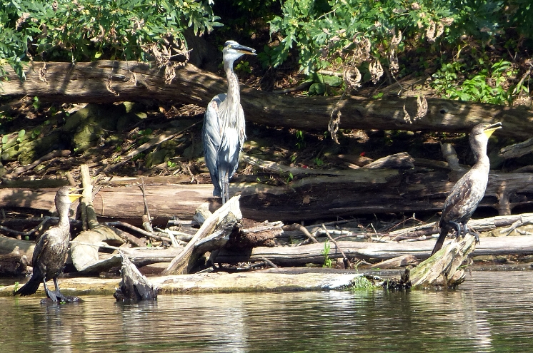 Heron and immature Cormorants